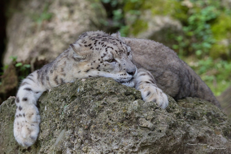 1080P, IRBIS, predator, face, wild cat, snow leopard, stay, lies, paws