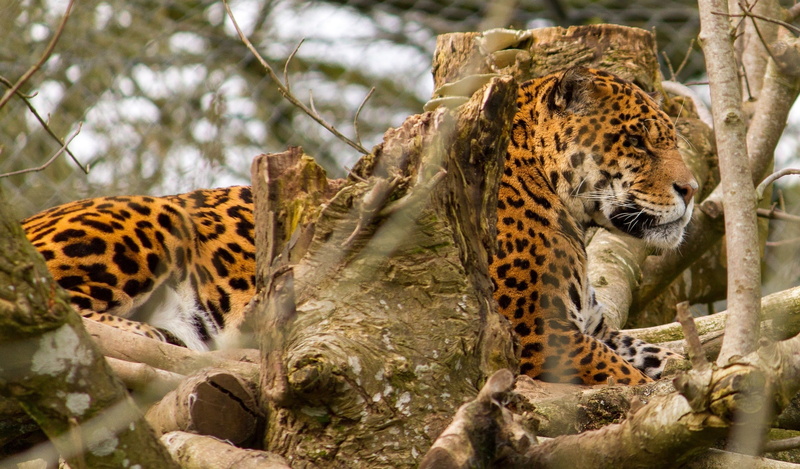 stay, wild cat, 2K, Jaguar, branches, profile