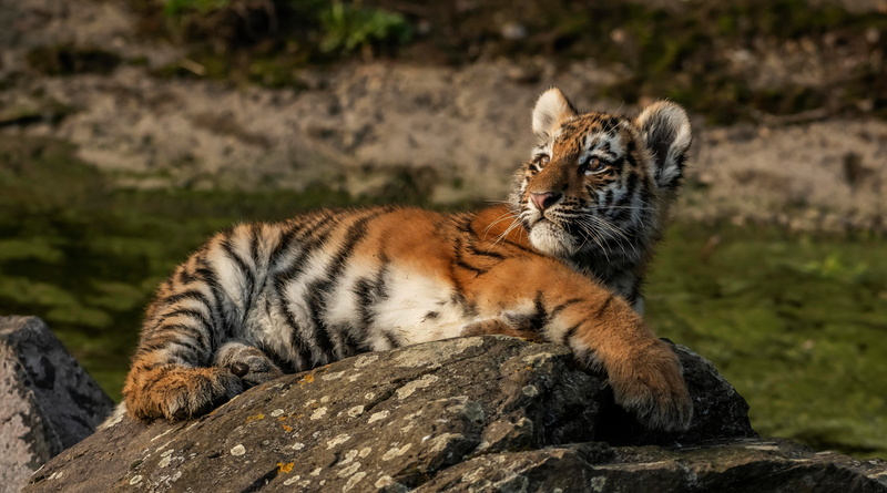 pose, tiger, stay, baby, wild cat, lies, nature, look, 5K, background, stones