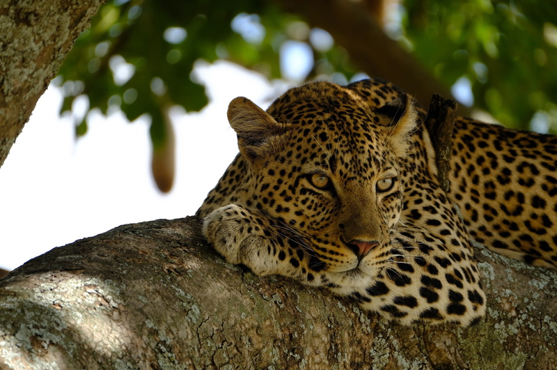 predator, wild cat, leopard, observation, on the tree, stay, lies, 2K, face