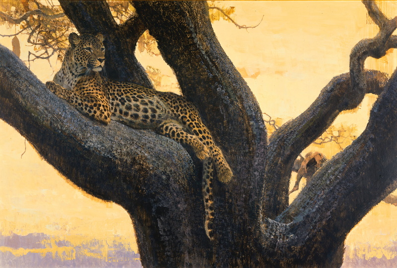 safari, brown, predator, tree, animal head, big cat, picture, animals in the wild, spot, outdoors, mammal, animal wildlife, branch, plant, animal themes