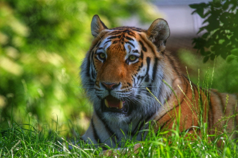 predator, 1080P, tiger, face, stay, wild cat