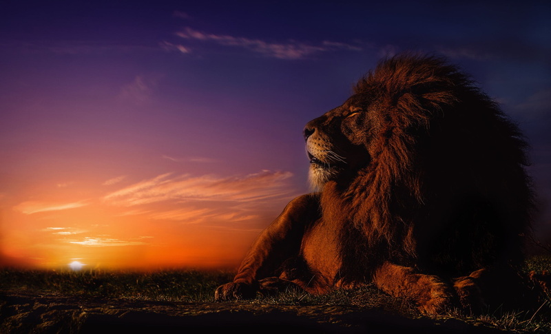1080P, stay, Leo, mane, wild cat, sunset, the king of beasts