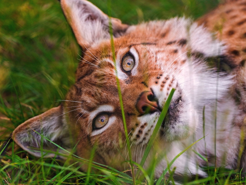 wild cat, stay, greens, eyes, 2K, cat, close-up, portrait, summer, lynx, face, beauty, look, grass, lies