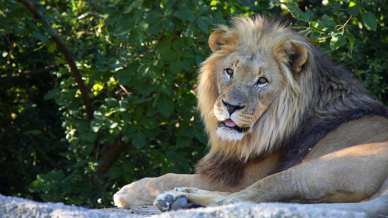 4K, leaves, look, Leo, greens, in the shadows, stay, face, light, foliage, summer, lies, wild cat, paws, language, pose