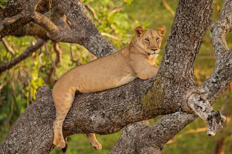 tree, on the tree, 5K, lioness, wild cat, stay