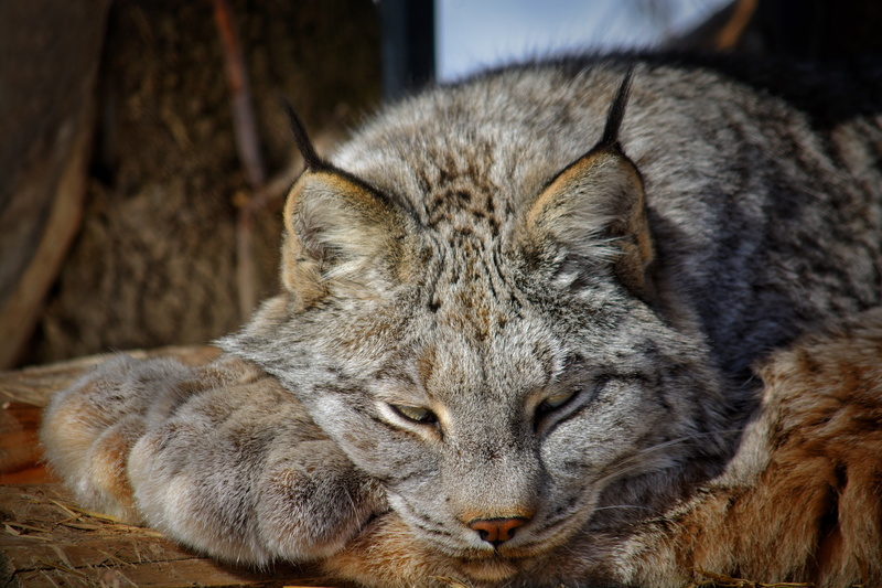 5K, face, stay, wild cat, lynx