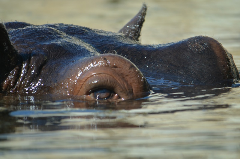 no people, nature, zoo, marine, submerged large display, underwater, hippo, close-up, safari Animals, large, mouth open, animal themes, animal body part