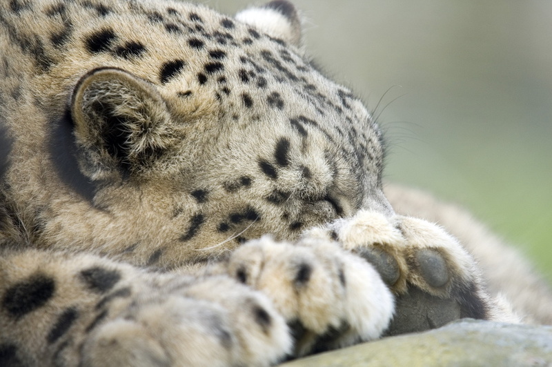 animal body part, animal wildlife, one animal, IRBIS, relaxation, lying down, 1080P, face, predator, eyes closed, white tiger, animal head, cat, animal themes