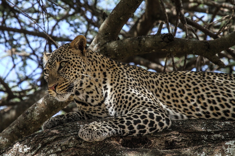 leopard, 1080P, wild cat, predator, stay, face, spot