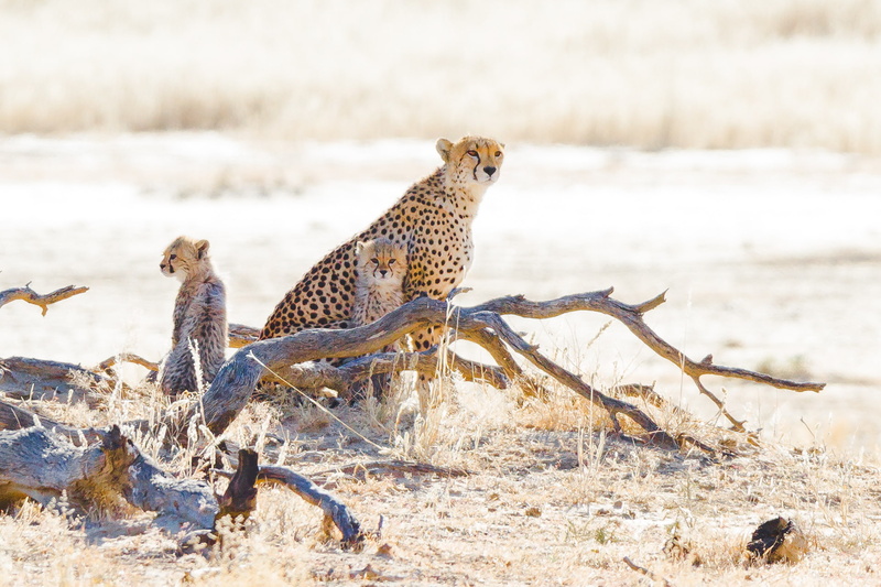 1080P, stay, grass, wild cats, cheetahs, log, cubs