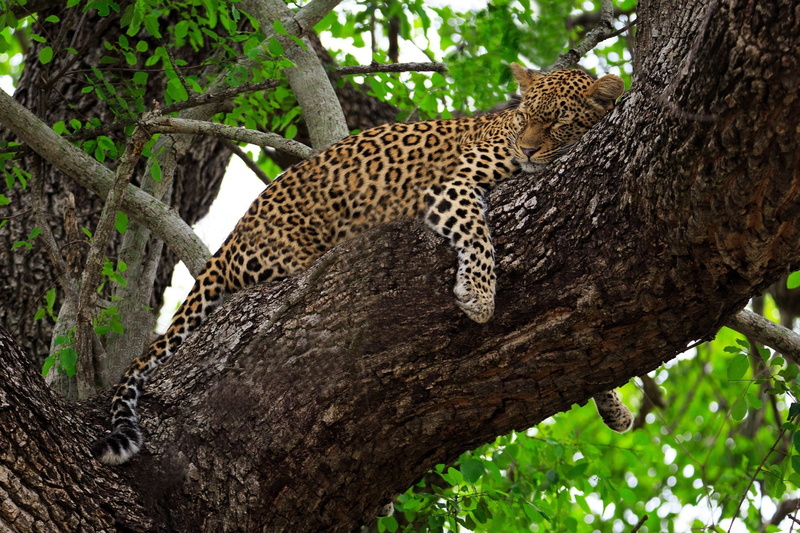 stay, wild cat, lies, predator, on the tree, Africa, 1080P, sleep, leopard