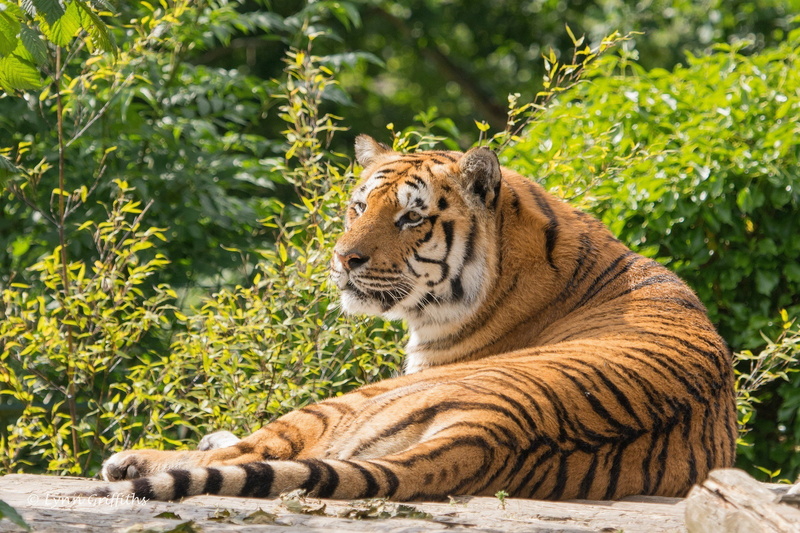 greens, wild cat, 1080P, predator, summer, stay, lies, tiger