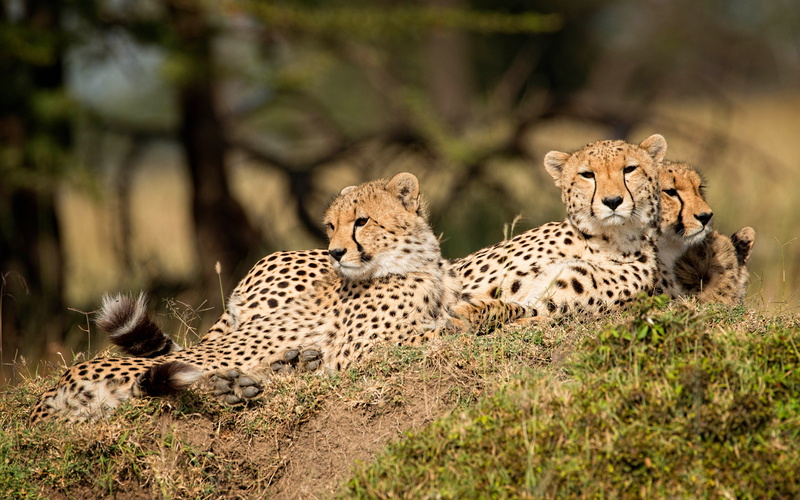 Cheetah, background, pose, stay, nature, look, family, wild cats, branches, 5K, lie, trio, hill, cheetahs