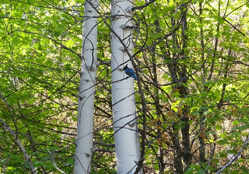 white, tranquility, yosemite, tree, trunk, low angle view, day, tourism, bamboo - plant, plant, stellars jay, scenics - nature, vegetation, branch, travel