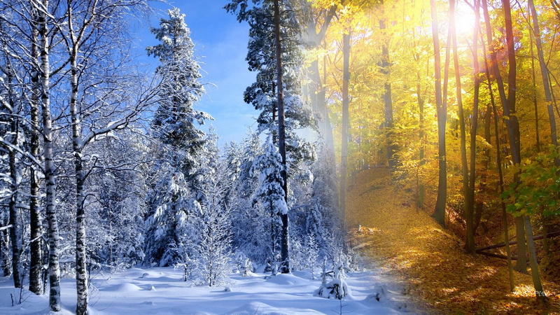 1080P, forest, collide, snowing, winter, collage, sunllight, autumn, 3d and abstract, trees, sunshine, fall, snow