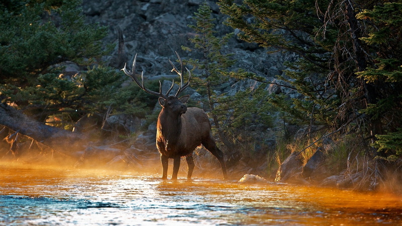 1080P, antelope, mara River, forest, animal, animal themes, animal wildlife, large, summer, no people, travel, animals In The Wild, buck, tree, elephant