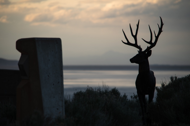 scenics - nature, night, deer, buck, non-urban scene, brown, cloud - sky, animal themes, 5K, silhouette, standing, one animal, plant, sky, sunset, no people