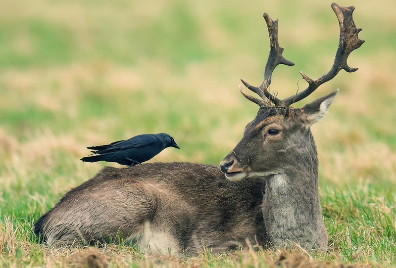 deer, nature, 1080P, birds, animals
