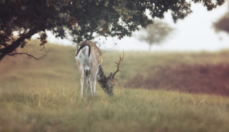 no people, day, plant, 4K, tree, agriculture, park, grassland, close-up, antler, environment, focus, softness, sky, buck, mammal, grass, hanging, close