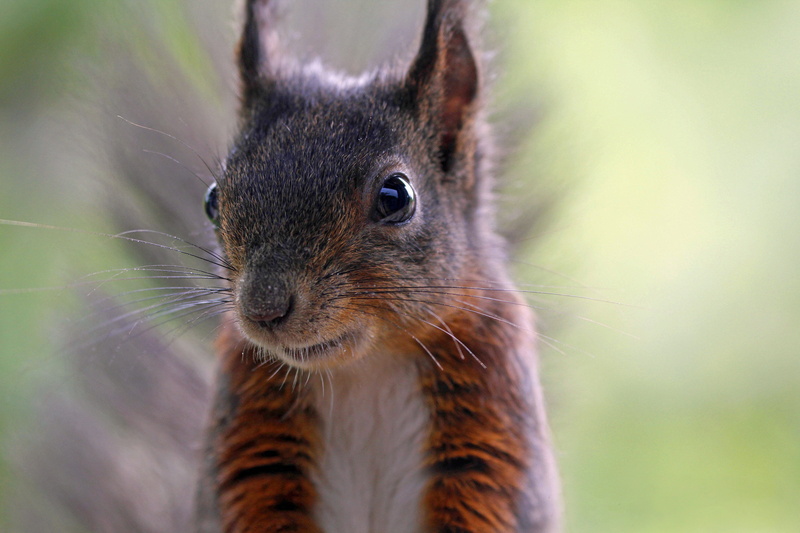 animal head, croissant, daytime, furry, animals, brown, eyes, looking at camera, squirrel, nature, tail, wildlife photography, close, animals in the wild