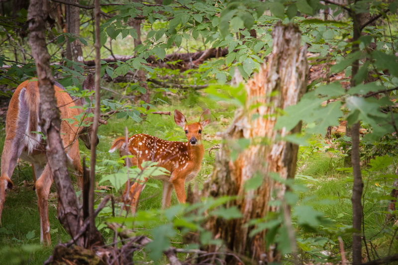 grassland, animal, eyes, park, photography, animals in the wild, outdoors, fur, close-up, 4K, tree, woods, wild, no people, wildlife photography, mammal