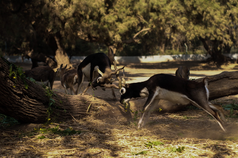 animal family, no people, fighting, field, woods, wild animal, animal, daytime, wild, horns, wildlife, two, park, domestic, wilderness, nature, livestock