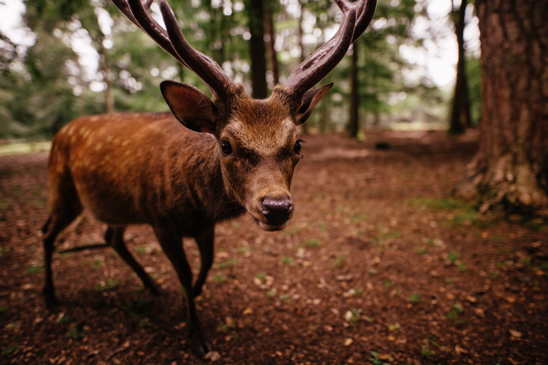 land, focus on foreground, animals in the wild, 5K, fur, mammal, stag, grass, herbivorous, outdoors, buck, trees, nature, plant, animal, portrait, besides