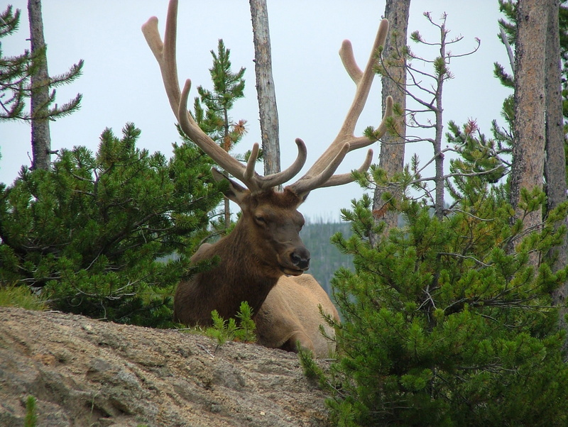 land, Cervus canadensis, road, United States, animal wildlife, canadensis, forest, vertebrate, animal, 2K, animals, public domain, nature, one animal