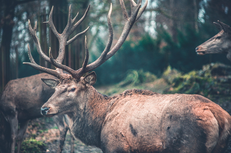 outdoors, one animal, woods, brown, tree, nature, herbivorous, plant, forest, buck, 5K, wild animal, antlers, deer, photography, stag, animal themes, wildlife