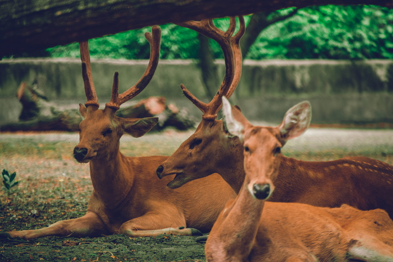 wild, photo, stag, deers, tree, focus on foreground, fur, wildlife, animals, three, field, bucks, close-up, antler, antlers, animal themes, deer, wood