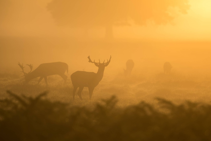 morning, wildlife, buck, mammal, deer, 2K, antler, wild