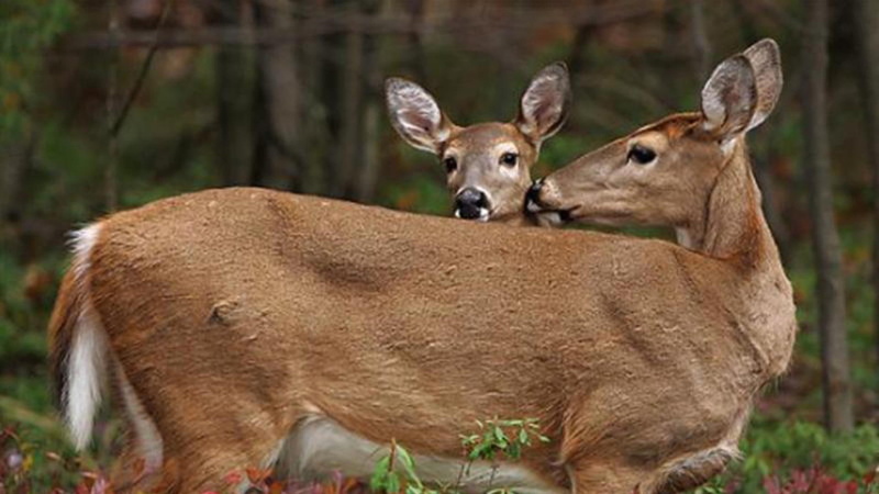 won, deer, buck, whitetail deer, 1080P, nature, animals, us, wildlife, stay, see, herd, shh, t, still, fawn