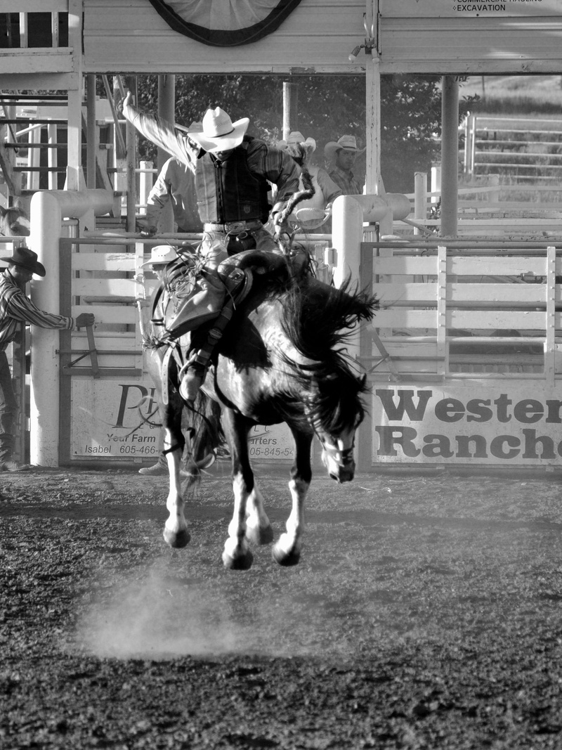 stallion, speed, equine, thoroughbred Horse, country, running, day, Western, animal themes, full length, rider, equestrian, domestic, working animal, livestock