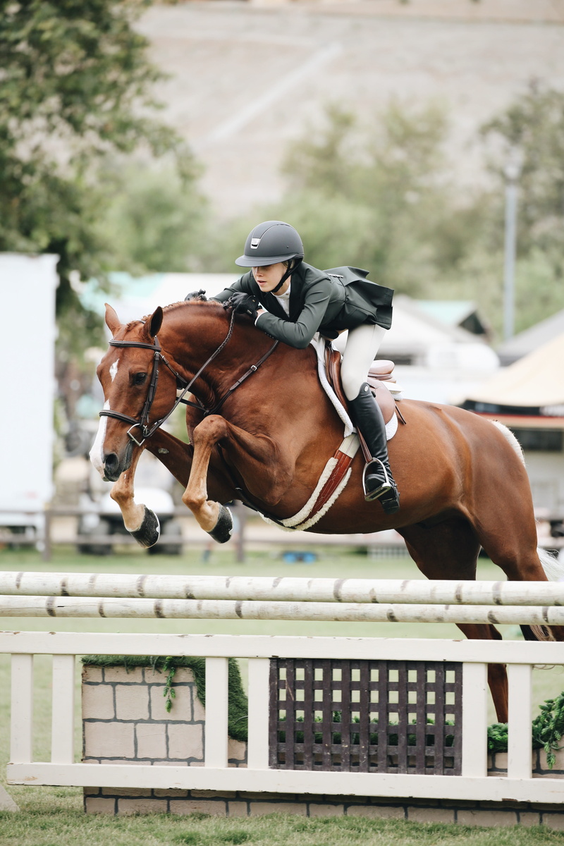 animal head, hurry, 5K, sport, horseback riding, working animal, livestock, mammal, horse rider, horse, riding, focus on foreground, saddle, day, vertebrate