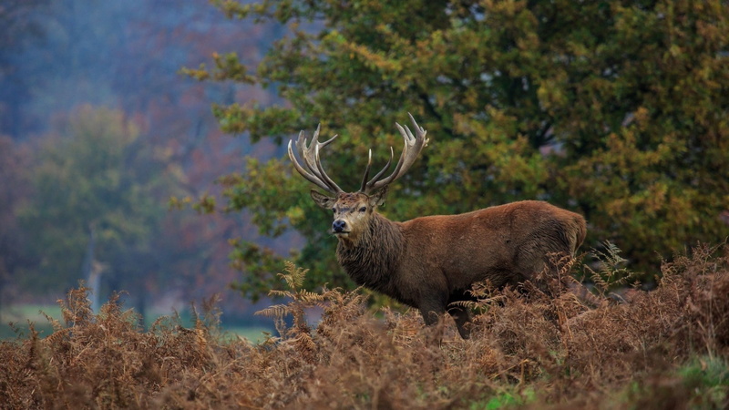wood, field, tree, herbivorous, autumn, animal, animal themes, deer, land, no people, animal wildlife, nature, horns, forest, day, plant, vertebrate, animals in the wild