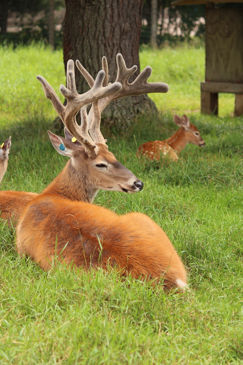 group of animals, animal themes, outdoors, nature, vertebrate, relaxation, animals in the wild, velvet, animal wildlife, whitetail deer, 5K, plant, horns