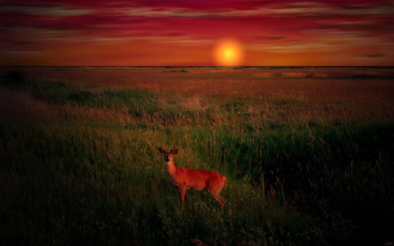 photo shopped, buck, whitetailed deer, deer, animal, 3d and abstract, field, sunset, 2K
