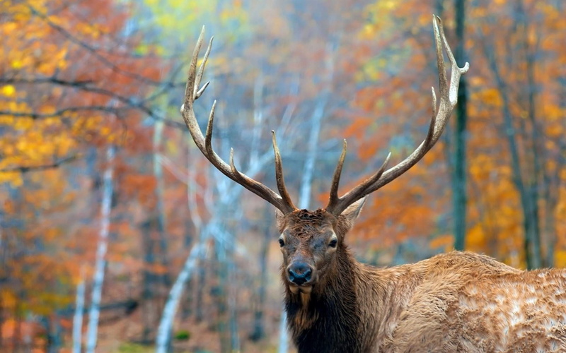 wildlife, animals, deer, 1080P
