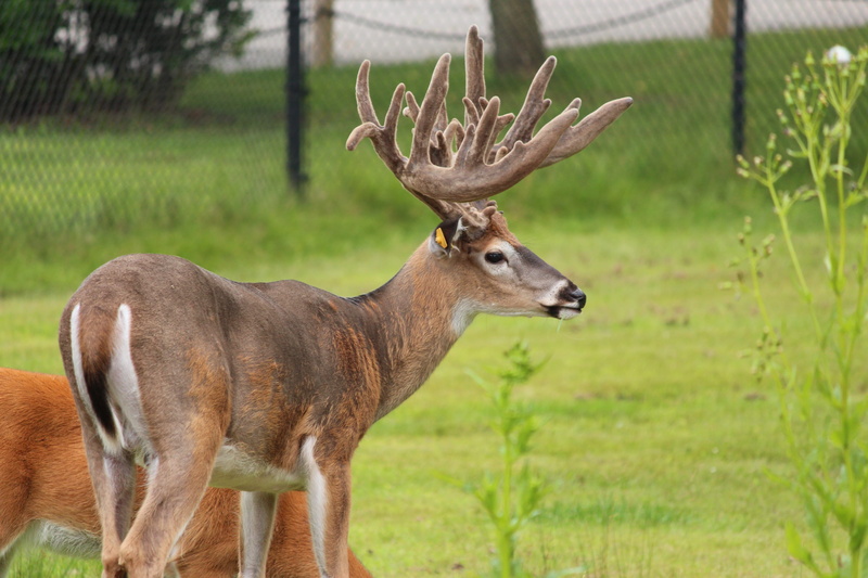 plant, grass, vertebrate, animals in the wild, animal wildlife, profile view, no people, animal, focus on foreground, wildlife, nature, 5K, animal themes