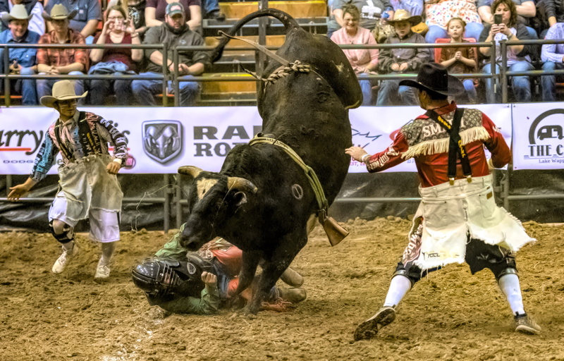 vertebrate, rodeo, aggression, activity, bull rider, animal wildlife, arena, action, cowboys, lifestyles, real people, danger, ride, stampede, pets, riders