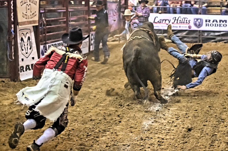 pets, bucking, bull rider, danger, herbivorous, 4K, domestic animals, incidental people, arena, real people, domestic, group of animals, day, leisure activity