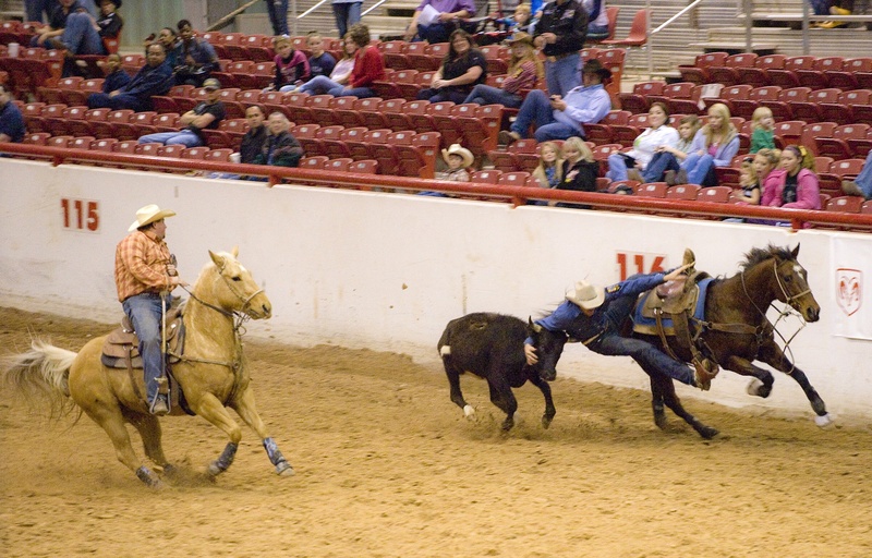 male, day, animal, rodeo, cowboy, mammal, domestic, calf, action, competition, wrestling, western, pets, rider, sport, 1080P, arena, domestic animals