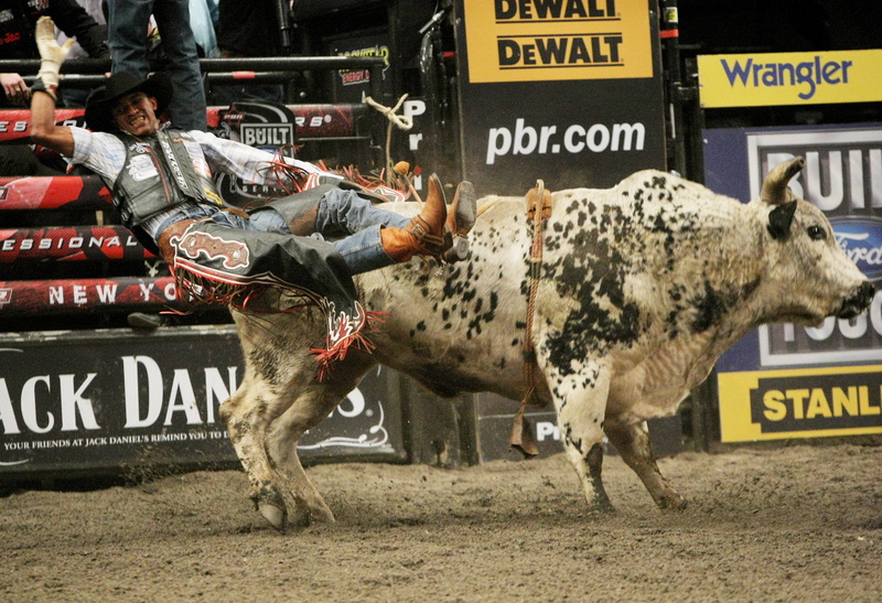 rodeo, extreme, bull, 2K, riding, bullrider, cowboy, cow, western