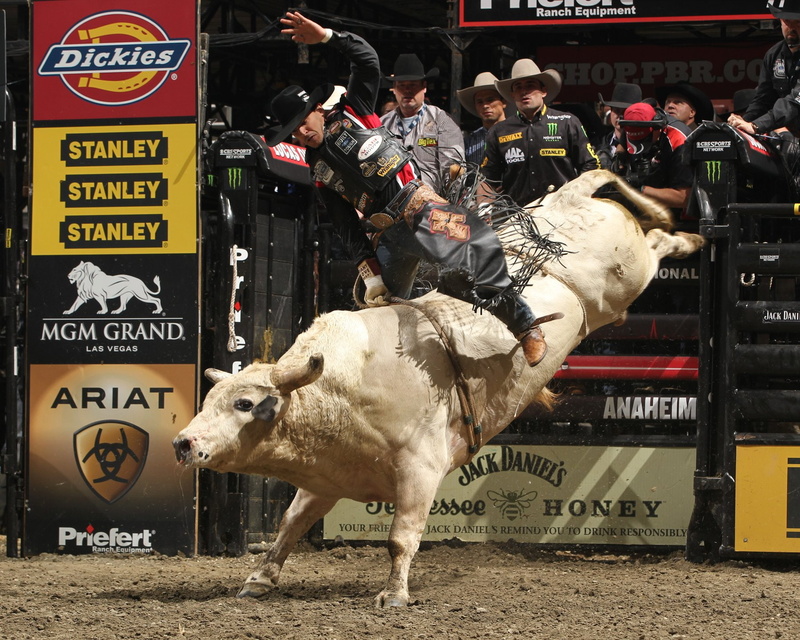 720P, bull, cow, 11 jpg, rodeo, riding, bullrider, western, cowboy, extreme