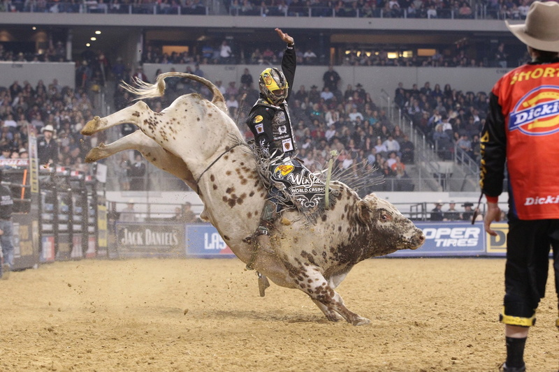 bull, extreme, 1080P, western, riding, bullrider, cowboy, cow, rodeo