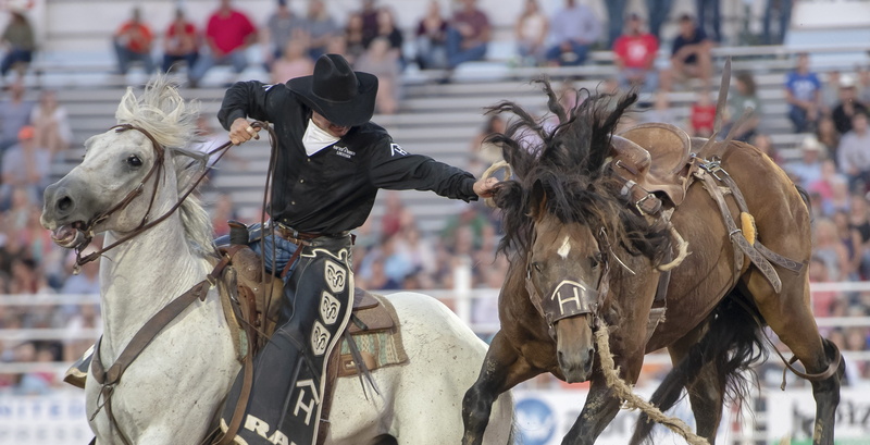 riding, mammal, cowboy, city, domestic animals, street, vertebrate, real people, horse, working animal, 4K, human, day, outdoors, american, rodeo, group of animals