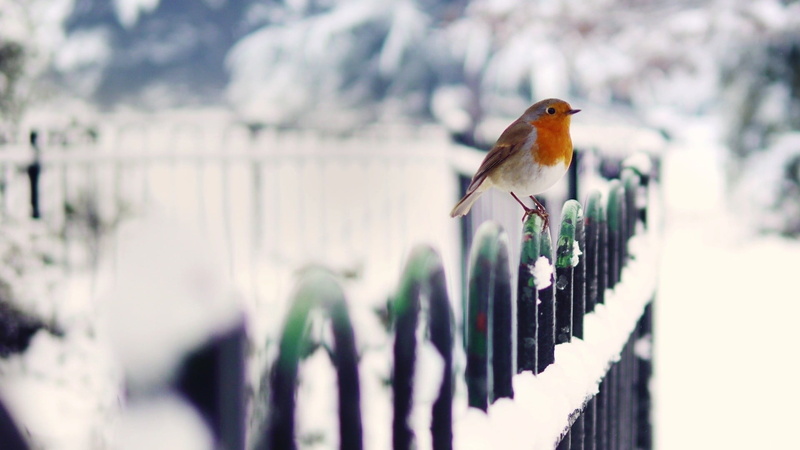bird, day, birds, snow, perching, cold, nature, winter, no people, animal, animals in the wild, fence, robins, one animal, depth of field, cold temperature