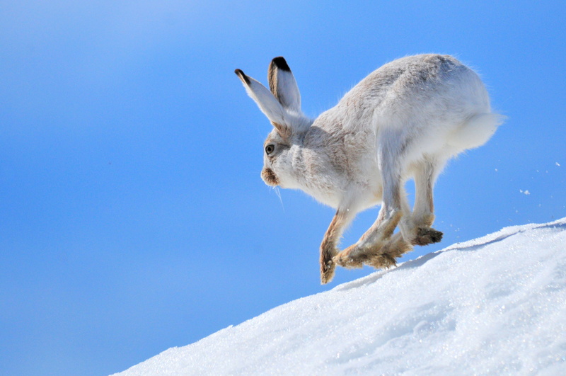animal, Nature  Conservation, jackrabbit, USFWS, Seedskadee National Wildlife Refuge, White-Tailed Jackrabbit, wildlife, national, white, rabbit, seedskadee