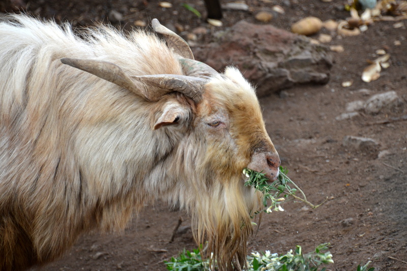 focus on foreground, herbivorous, Billy Goat, vertebrate, horned, one animal, nature, agriculture, hair, livestock, outdoors, male animal, close-up, domestic animals